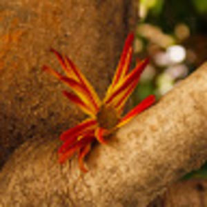 Meet your Posher, Emeline